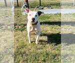Small #2 Mutt