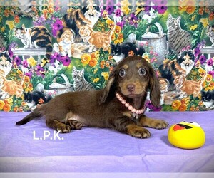 Dachshund Puppy for sale in WINNSBORO, LA, USA