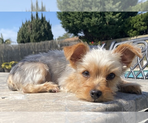 Medium Photo #1 Yorkshire Terrier Puppy For Sale in FOUNTAIN VALLEY, CA, USA