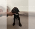 Puppy 7 Doberman Pinscher-Labrador Retriever Mix