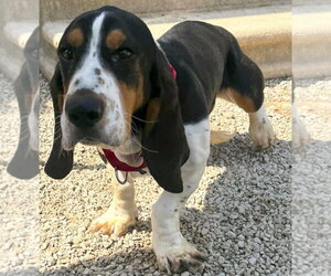 Basset Hound Dogs for adoption in Deepwater, NJ, USA