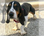 Small Basset Hound