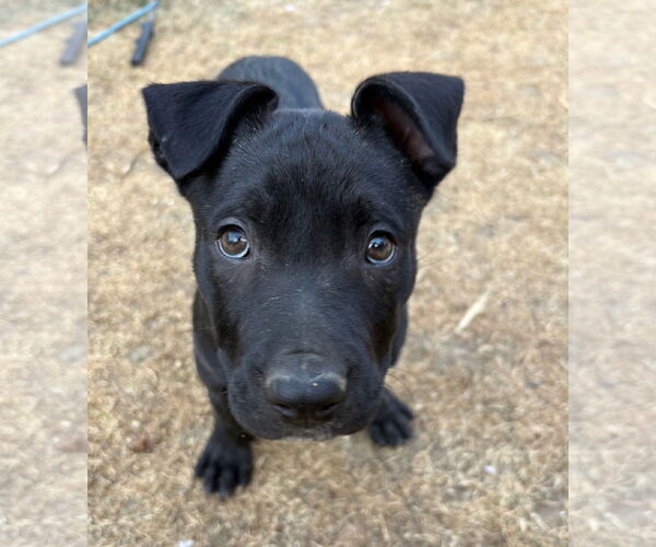 Medium Photo #3 Labrador Retriever-Unknown Mix Puppy For Sale in Aurora, CO, USA