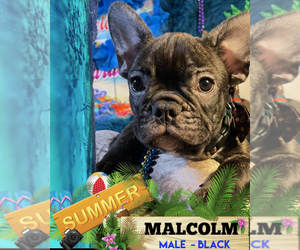 French Bulldog Puppy for sale in HEATHROW, FL, USA