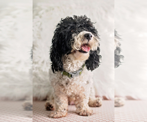 Father of the Poodle (Miniature)-Portuguese Water Dog Mix puppies born on 11/10/2020