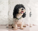 Small Photo #1 Poodle (Miniature)-Portuguese Water Dog Mix Puppy For Sale in ARCADIA, FL, USA