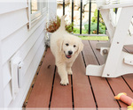 Small #4 English Cream Golden Retriever