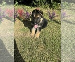 Puppy Brown collar German Shepherd Dog