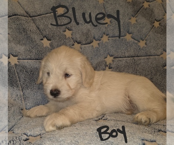 Medium Photo #10 Chizer Puppy For Sale in MONTEZUMA, GA, USA