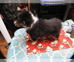 Small #2 Shetland Sheepdog