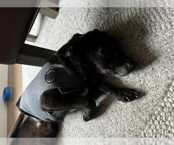 Medium Photo #3 Colonial Cocker Spaniel-Dachshund Mix Puppy For Sale in Oakley, CA, USA