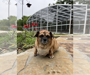 Buster Rhymes - Male Puggle Dog for Adoption - Photo #3