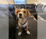 Small #2 Labrador Retriever Mix