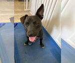 Small #9 Staffordshire Bull Terrier Mix