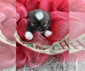Shih Tzu Puppy for sale in PAMPLIN, VA, USA