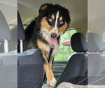 Small #2 Australian Shepherd