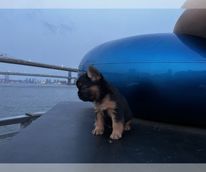 French Bulldog Puppy for sale in MECHANICVILLE, NY, USA