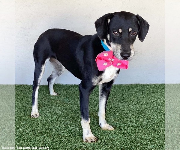 Medium Photo #10 Australian Kelpie-Labrador Retriever Mix Puppy For Sale in San Diego, CA, USA