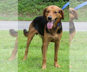 Mutt Dogs for adoption in Prattville, AL, USA