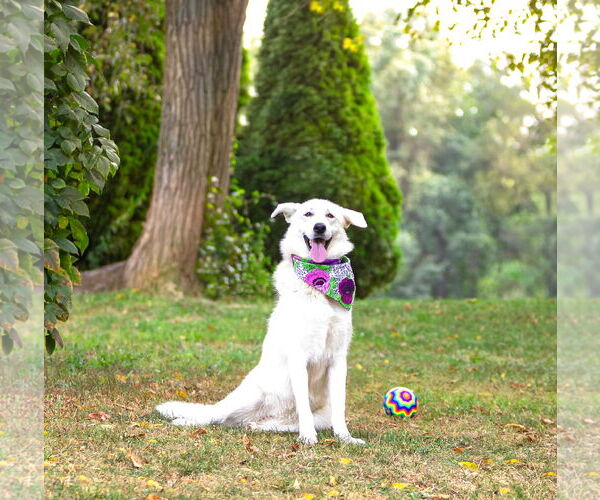 Medium Photo #23 Labrenees Puppy For Sale in Unionville, PA, USA