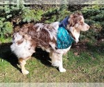 Small Photo #1 Australian Shepherd Puppy For Sale in WHITE CLOUD, MI, USA