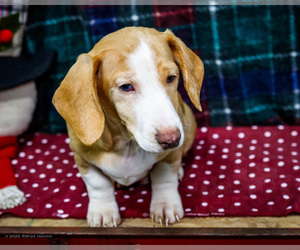 Dachshund Litter for sale in WAKARUSA, IN, USA