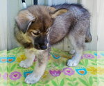 Small #3 Siberian Husky