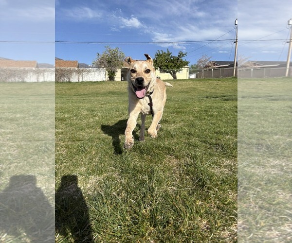 Medium Photo #2 Mutt Puppy For Sale in Sandy, UT, USA