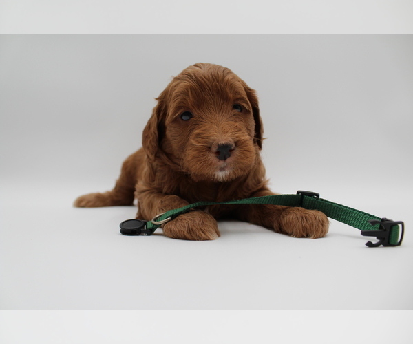 Medium Photo #14 Goldendoodle Puppy For Sale in SACRAMENTO, CA, USA