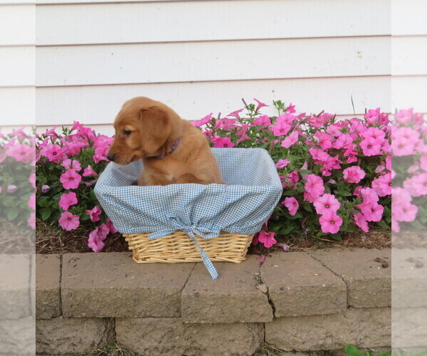 Medium Photo #17 English Cream Golden Retriever Puppy For Sale in ATHENS, WI, USA