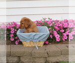 Small Photo #17 English Cream Golden Retriever Puppy For Sale in ATHENS, WI, USA