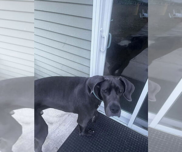 Medium Photo #6 Great Dane Puppy For Sale in New York, NY, USA