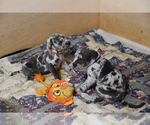 Small Photo #9 Great Dane Puppy For Sale in DANIELSON, CT, USA