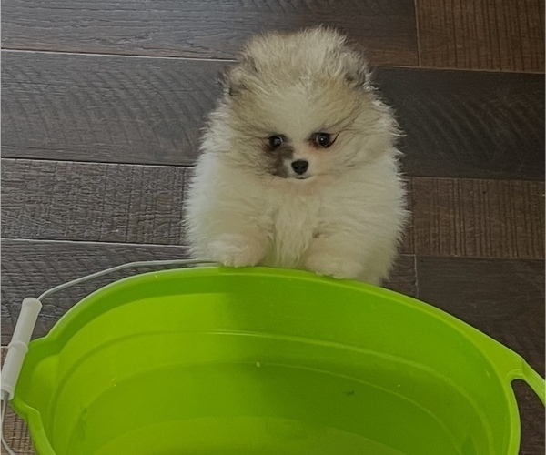 Medium Photo #3 Pomeranian Puppy For Sale in LYONS, GA, USA