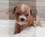 Small #2 Cavapoo