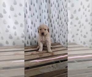 Goldendoodle Puppy for sale in ATHENS, WI, USA