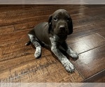 Small Photo #3 German Shorthaired Pointer Puppy For Sale in FAIR PLAY, MO, USA