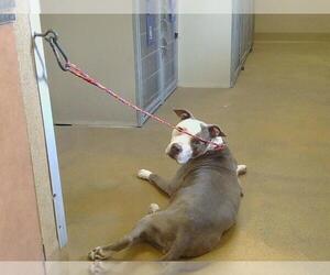 American Pit Bull Terrier Dogs for adoption in Sacramento, CA, USA