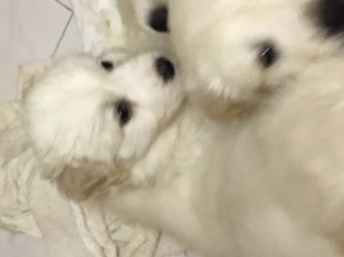 Great Pyrenees Puppy for sale in NEWARK, NJ, USA