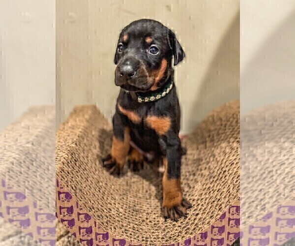 Medium Photo #4 Doberman Pinscher Puppy For Sale in VERMILION, OH, USA