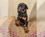 Small Photo #4 Doberman Pinscher Puppy For Sale in VERMILION, OH, USA