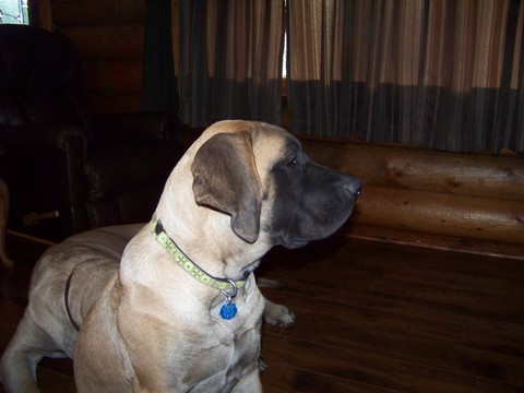 Medium Photo #1 Mastiff Puppy For Sale in DARBY, MT, USA