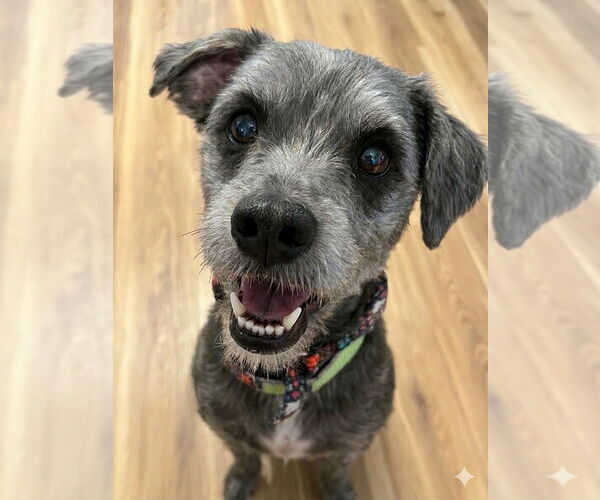 Medium Photo #2 Mutt Puppy For Sale in Clarkston, MI, USA