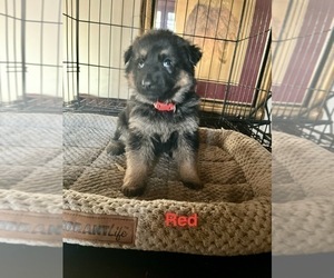 Medium German Shepherd Dog