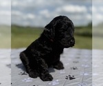 Small Photo #18 Goldendoodle Puppy For Sale in HOWARD CITY, MI, USA