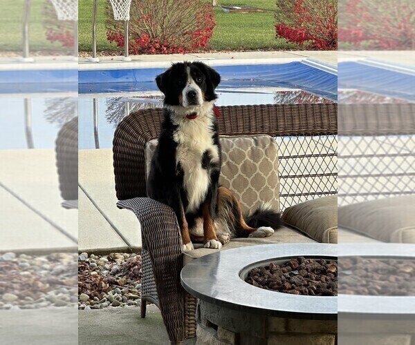 Medium Photo #11 Bernedoodle Puppy For Sale in BROWNSTOWN, IN, USA