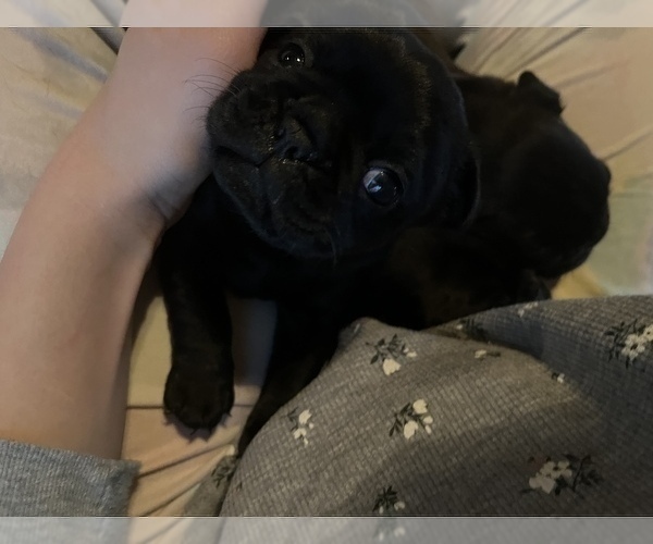 Medium Photo #8 Frenchie Pug Puppy For Sale in BLOOMINGTON, IL, USA