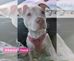 Small #24 American Staffordshire Terrier-Labrador Retriever Mix