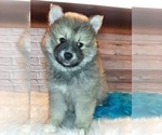 Small Photo #1 Pomsky Puppy For Sale in CARTHAGE, TX, USA