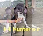 Small #1 Mutt